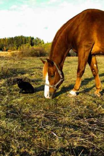 My Best Friends Were Farm Animals